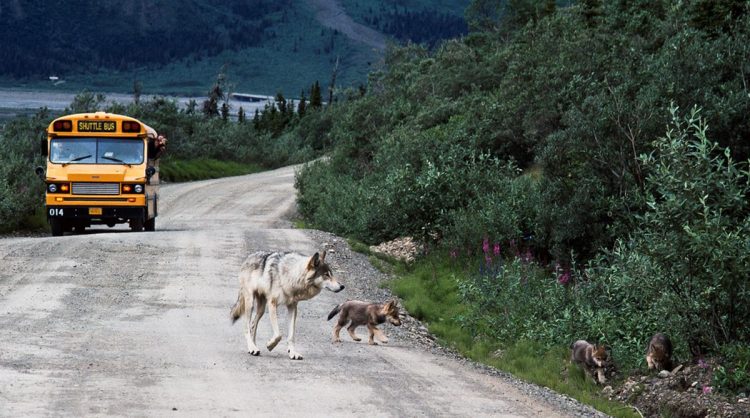 Protect Alaska Wolves, National park buffer zones, protect the wolves, wolves, wolf
