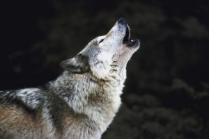 protect the woves, wolves, wolf, defund USDA