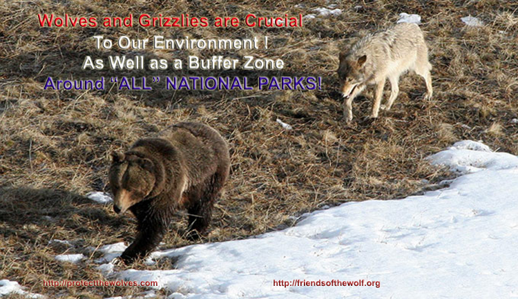 protect sacred grizzly, protect sacred wolf, sacred resource protection safety zone, protect Yellowstone wolves