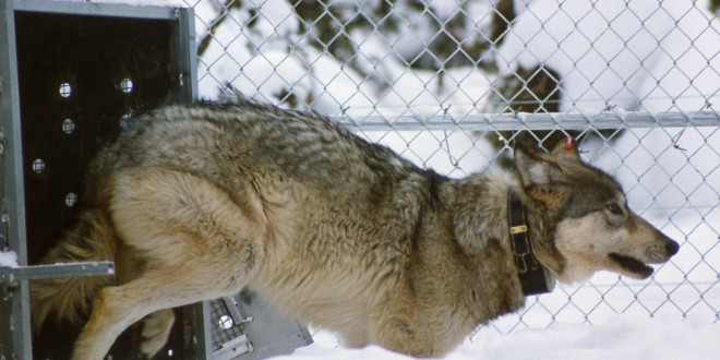protect yellowstone wolves, wolves, wolf, protect the wolves, oppose welfare ranching