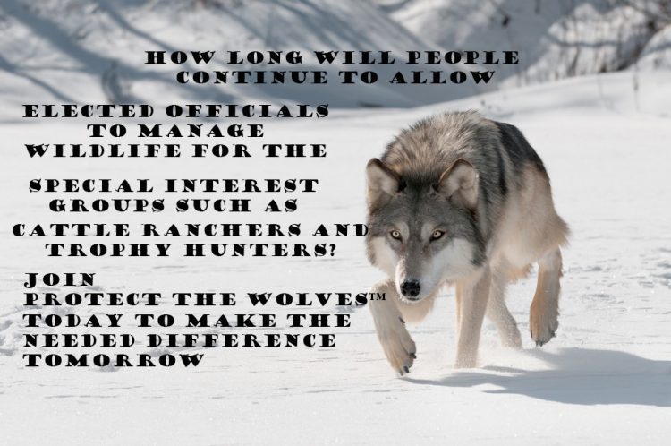 protect the wolves, oppose welfare ranching, ban trophy hunting