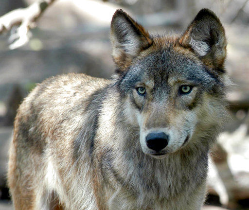 protect wyoming wolves, wolves, wolf, protect the wolves