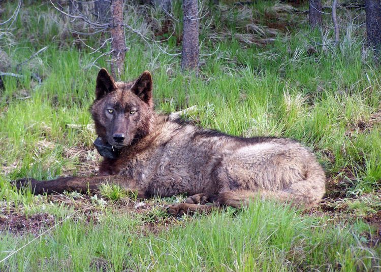 protect oregon wolves, protect the wolves, wolf, wolves