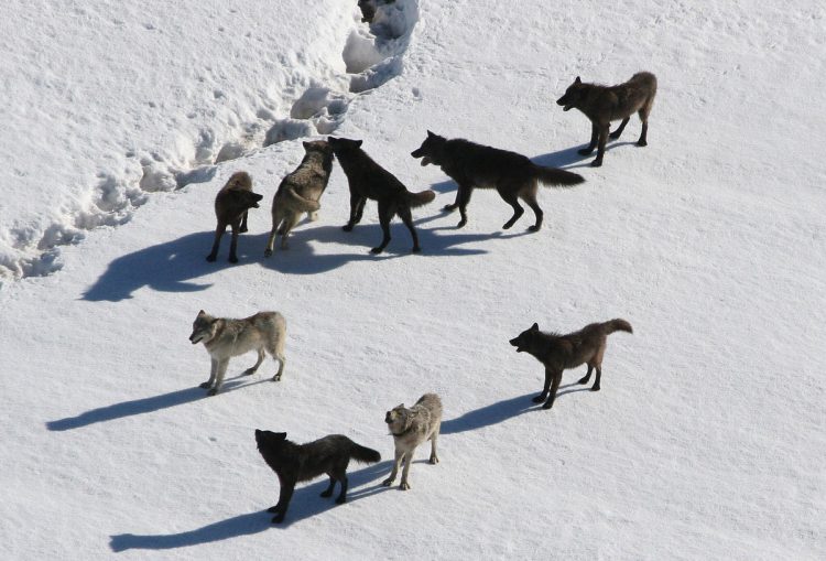 sacred resource protection zone, protect yellowstone wolves, protect the wolves, wolves, wolf