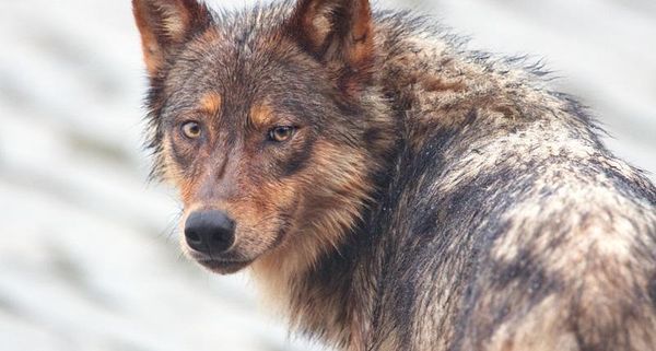 protect montana wolves, protect the wolves, sacred resource protection zone