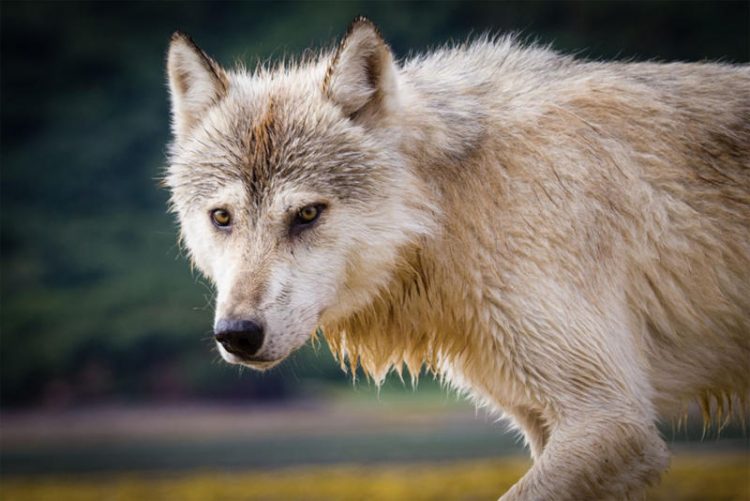 protect washington wolves, profanity peak slaughter, protect the wolves