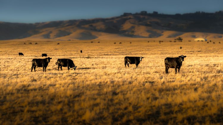 Oppose Welfare Ranching, ban grazing allotments 