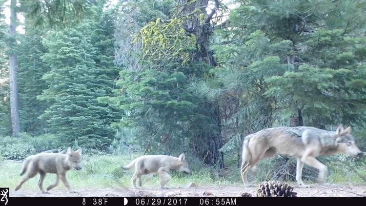 protect the wolves, lassen pack, wolves in california