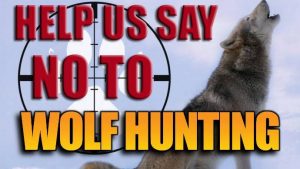 protect the wolves, keep wolves on esl, oppose welfare ranching