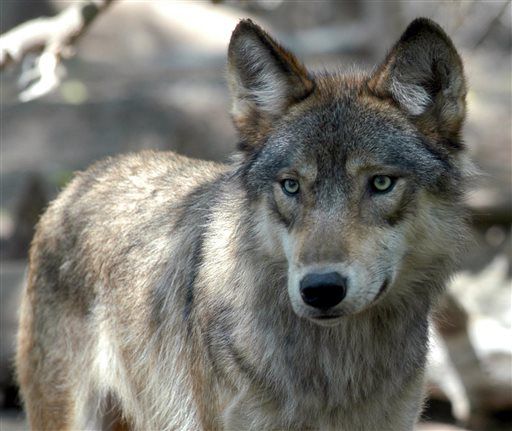 sacred resource protection zone, protect park wolves, protect yellowstone wolves