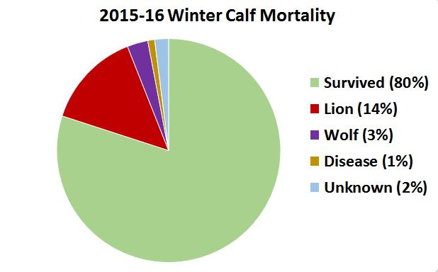 2015-2016 calf mortality graph