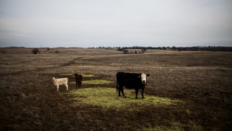 ban grazing allotments, oppose welfare ranchers