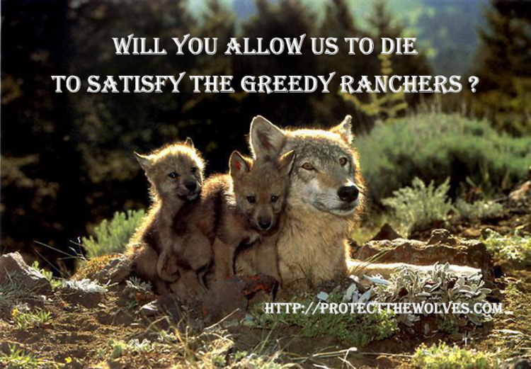 sacred resource protection zone, protect the wolves, protect wyoming wolves, protect yellowstone wolves