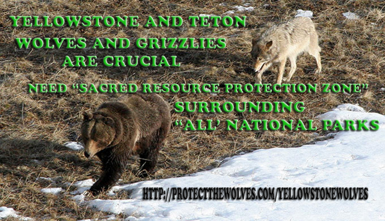 protect yellowstone wolves, protect the wolves, sacred resource protection zone