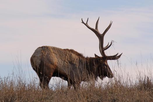 chronic wasting disease, elk, wolves, protect the wolves