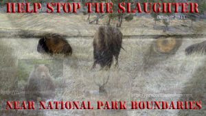 protect the wolves, sac red resource protection zone, grizzlies targeted, stop the bison slaughter