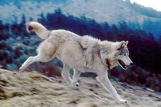 protect the wolves, wolves, yellowstone wolves