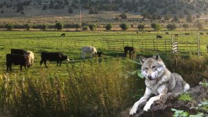 protect the wolves, rancher predator awareness