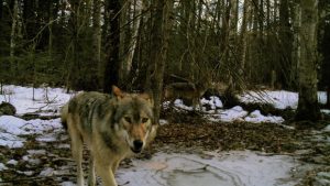 Protect The Wolves, sacred resource protection zone