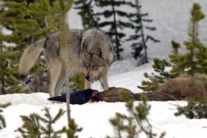 protect the wolves, sacred resource protection zone, yellowstone wolves