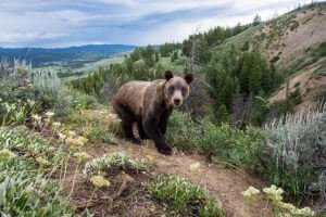 protect the wolves, protect yellowstone grizzlies, sacred resource protection zone