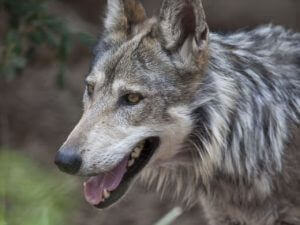protect the wolves, sacred resource protection zone