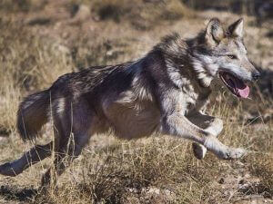 ban grazing allotments, protect the wolves. oppose welfare ranching