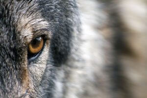 protect the wolves, protect Idaho Wolves
