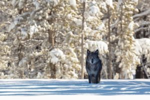 yellowstone wolves, sacred resource protection zone, protect the wolves