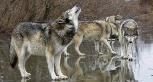 protect the wolves, sacred resource protection zone