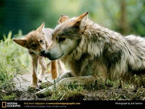 protect the wolves, ban grazing allotments