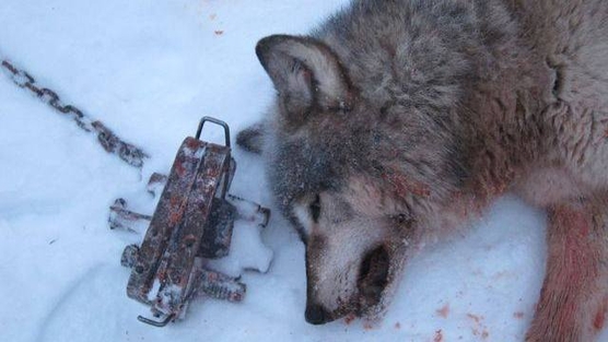Wolf trapping