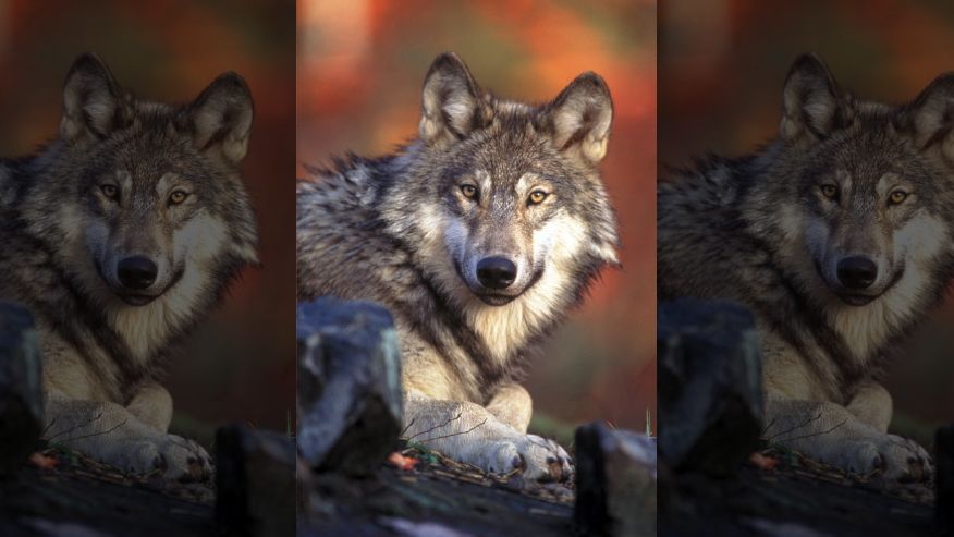Protect California Wolves