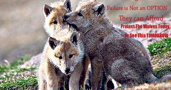 Protect The Wolves, wolves, sacred resource protection zone, canids, canus lupis