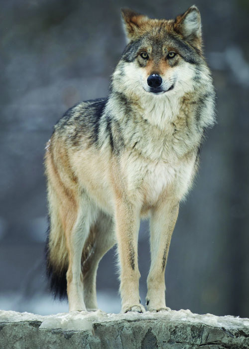 Tell Congress: Keep Your Hands Off Our Wolves - Protect The Wolves™