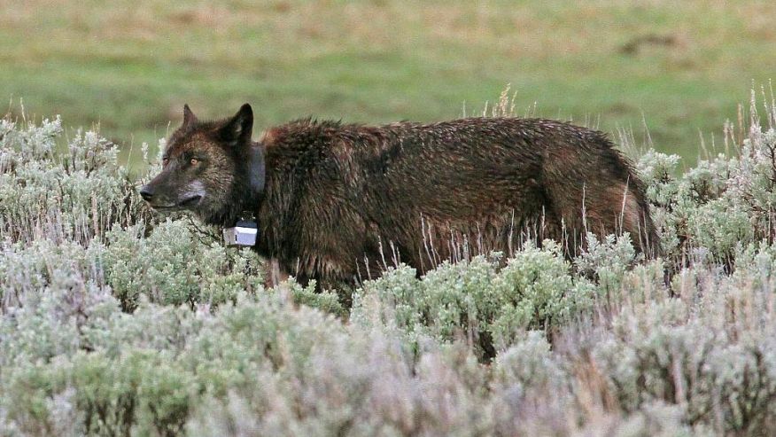 Tracking Yellowstone Wolves