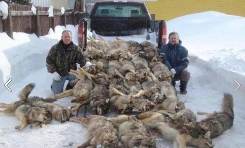 Stop Needless Killing of Wolves and ALL Animals!