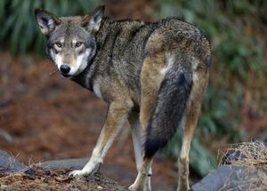 Red Wolves Need your help