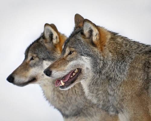 Wolves 1 of 11 animals that mate for life - Protect The Wolves™