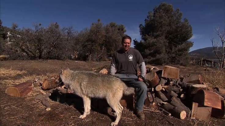Wolves helping Veterans with PTSD