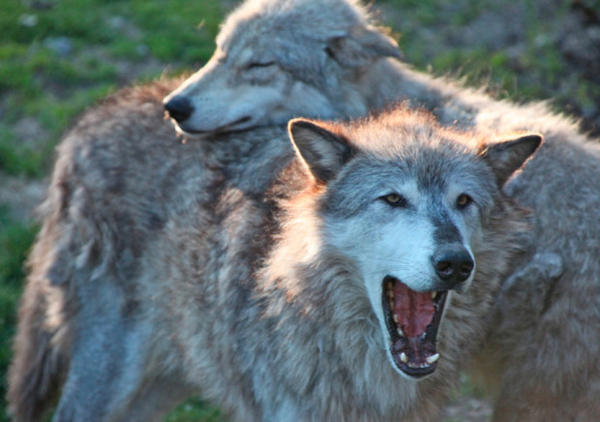 Oregon Gray Wolves