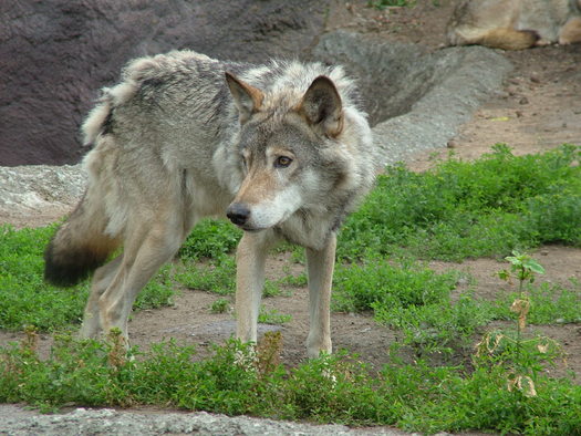 Keep Wolves in Oregon on Endangered Species list