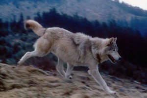 Protectthewolves.com was moved to a faster server