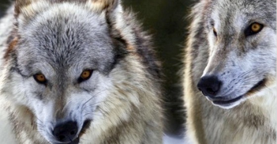 Stop Wolf Cull