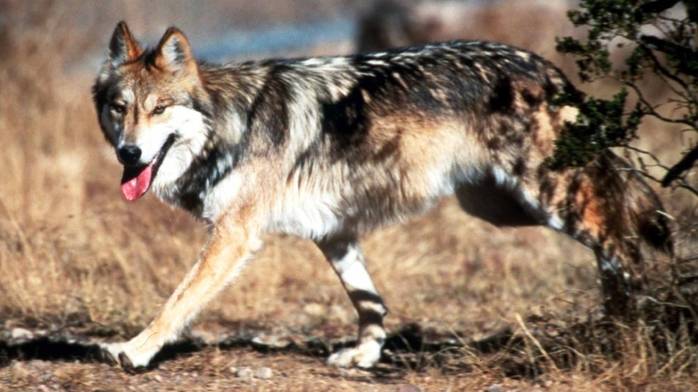 Restore Mexican Gray Wolf to Colorado