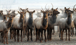 Stop Hunting To restore Elk Population