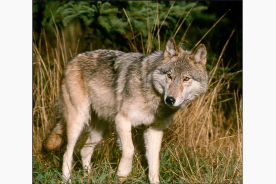 Ontario should stop scapegoating wolves