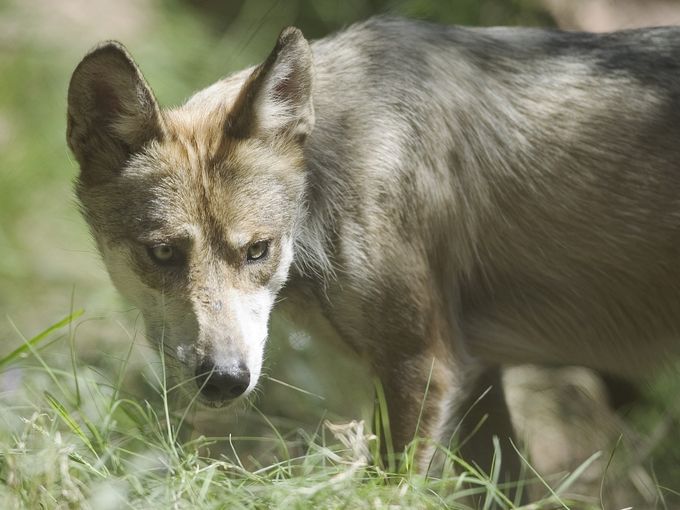 Protect Mexican Gray Wolves
