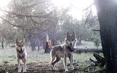 Restore Mexican Gray Wolves