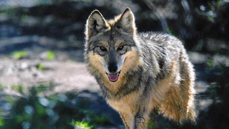 Restore Mexican Gray Wolves